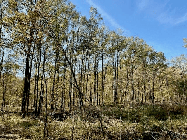 76 Acres For Sale Clay County MS