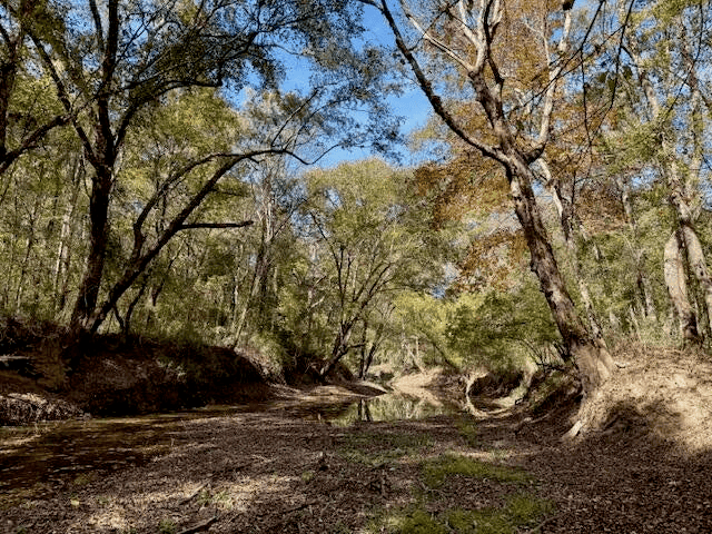 158.8 Acres Creek Frontage Clay County MS