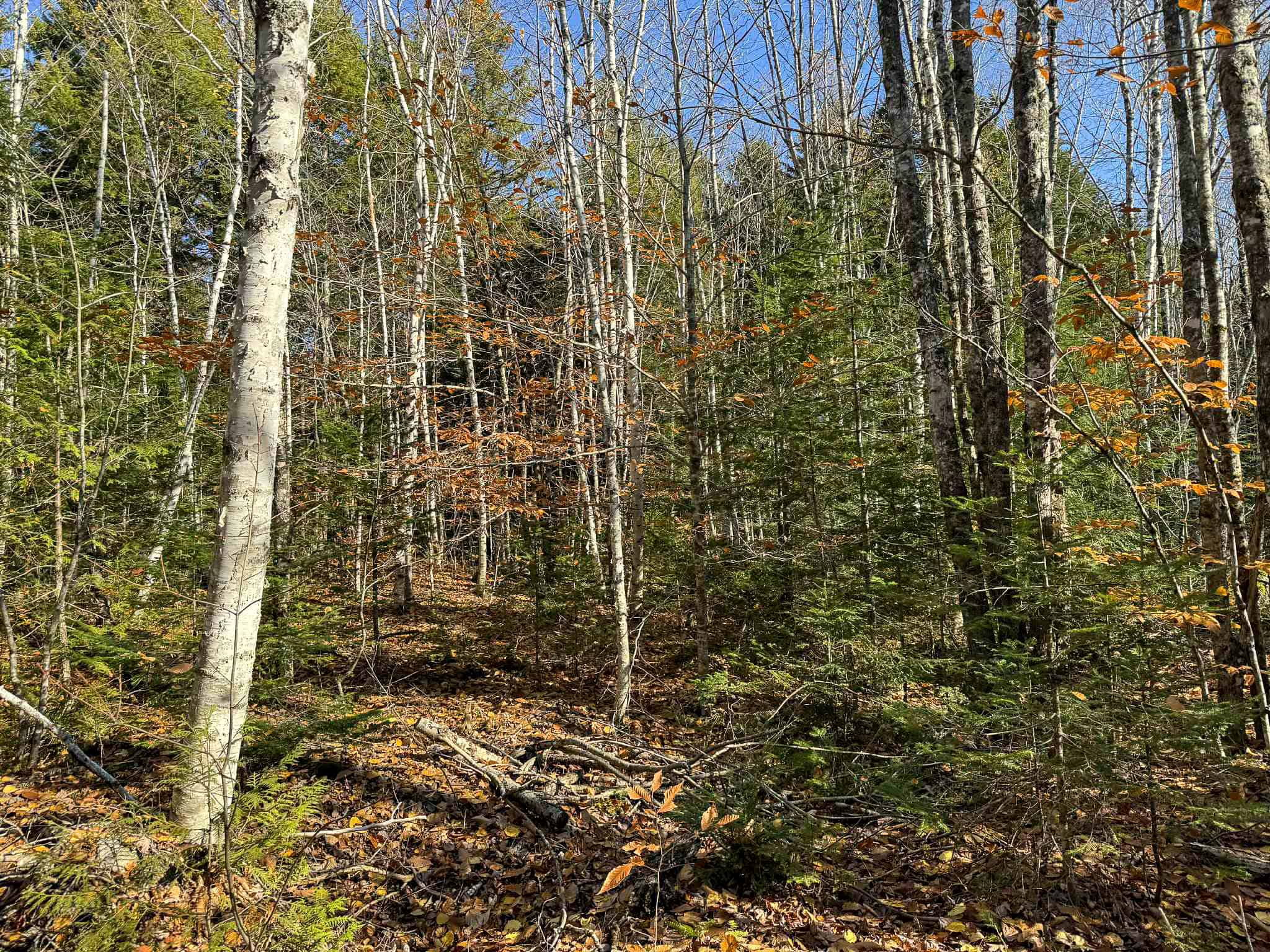 41 Acres with 1330 Ft on Long Lake – Northfield, ME
