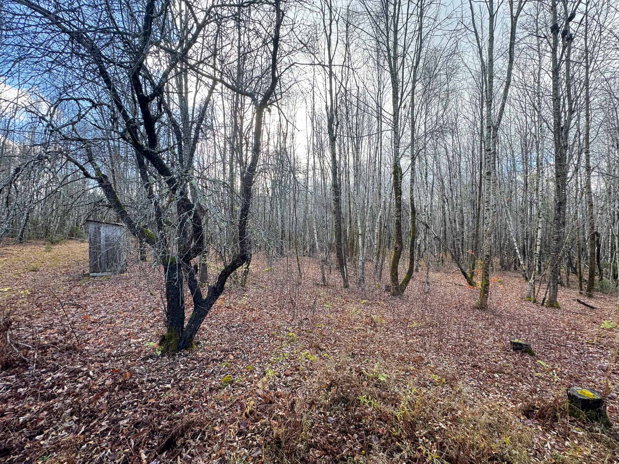 Peaceful Log Cabin Retreat with 128.8 Acres