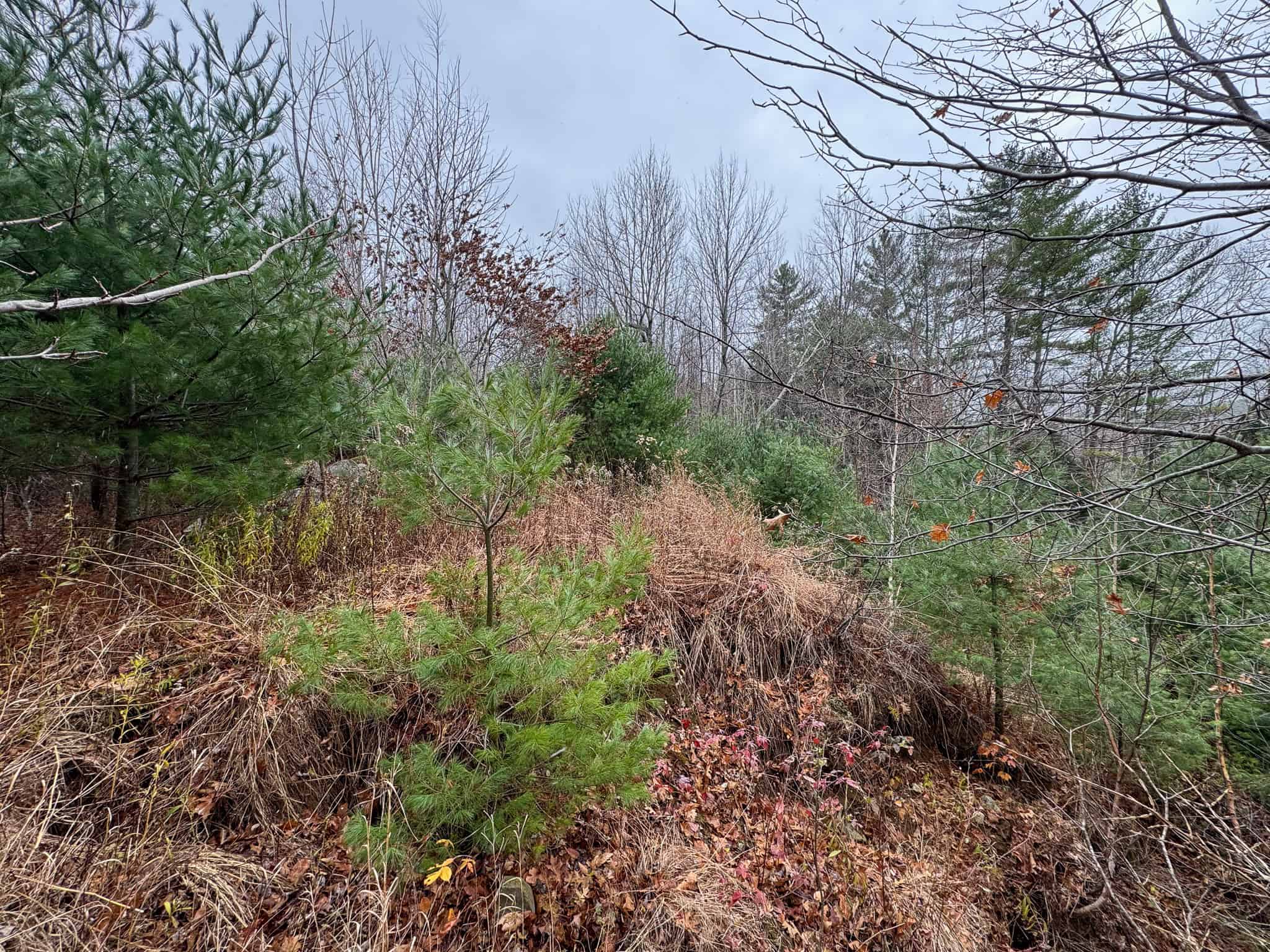 82 Acres with a Mountain View – Strong, Maine