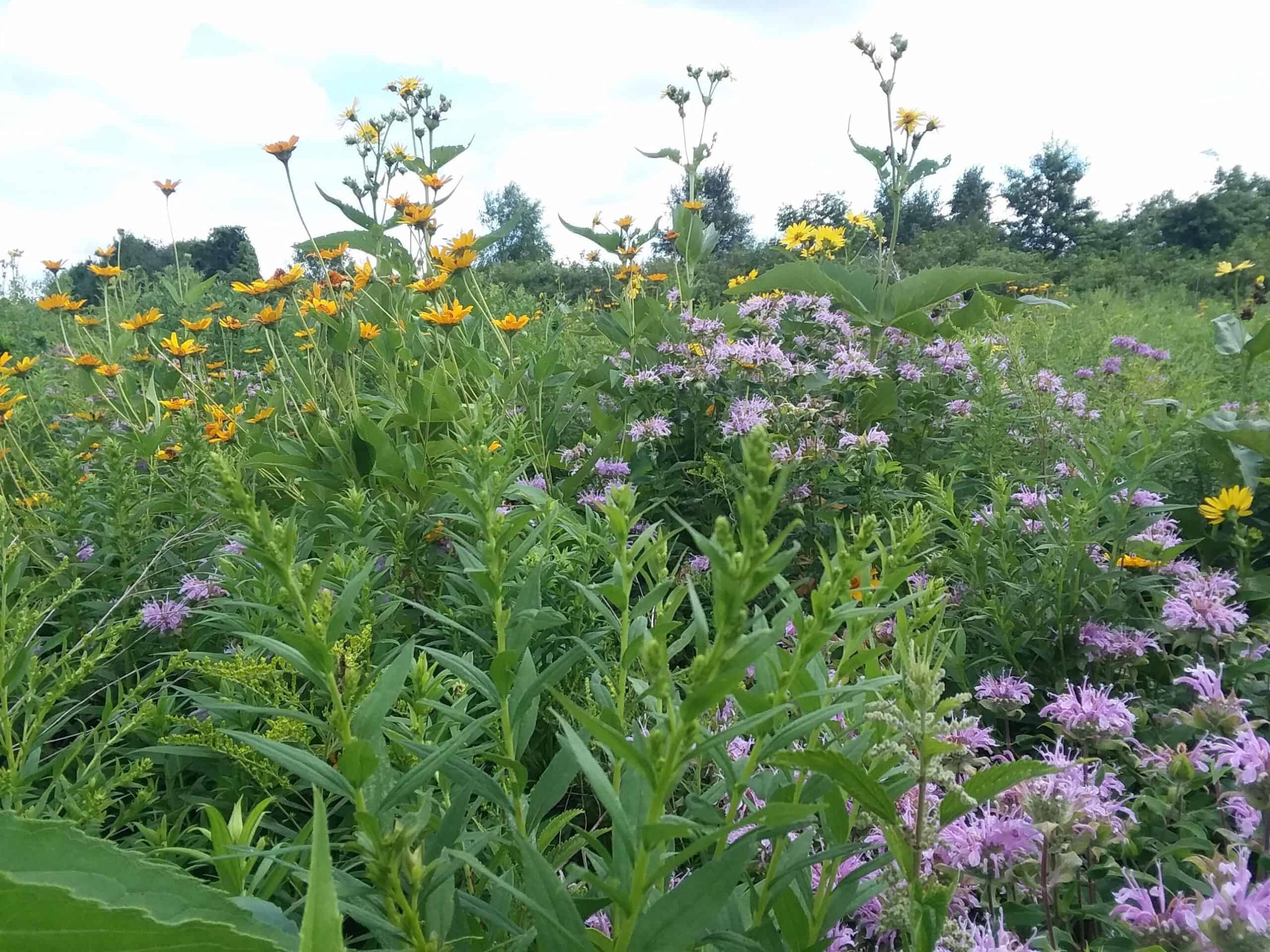 Windy Ridge – Conservation Homestead – 187 ± Acres in Monroe County’s Driftless Area of Wisconsin