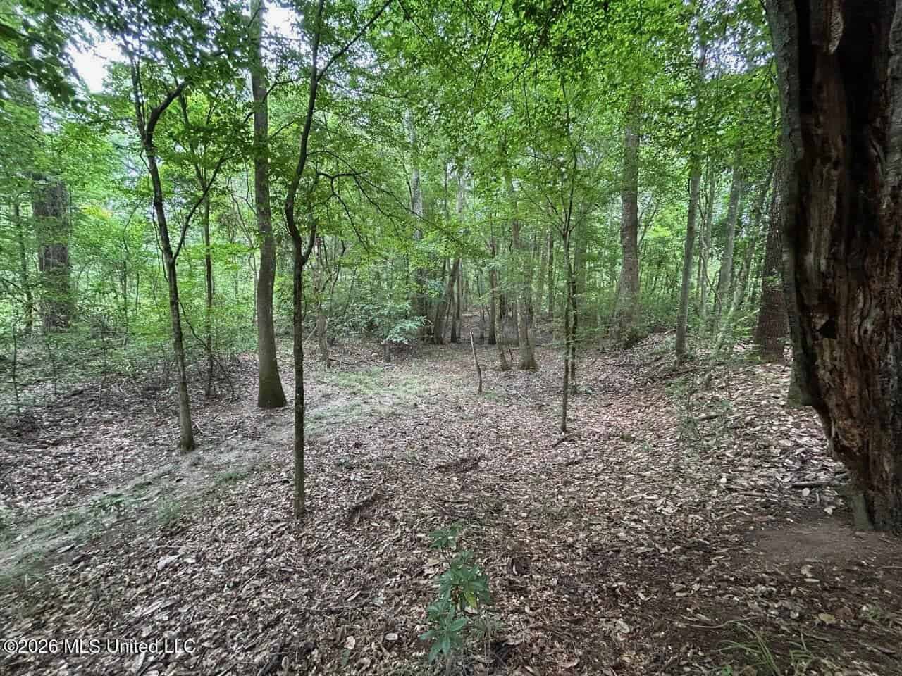 113± Acres for Sale in Osyka, MS on Tickfaw River