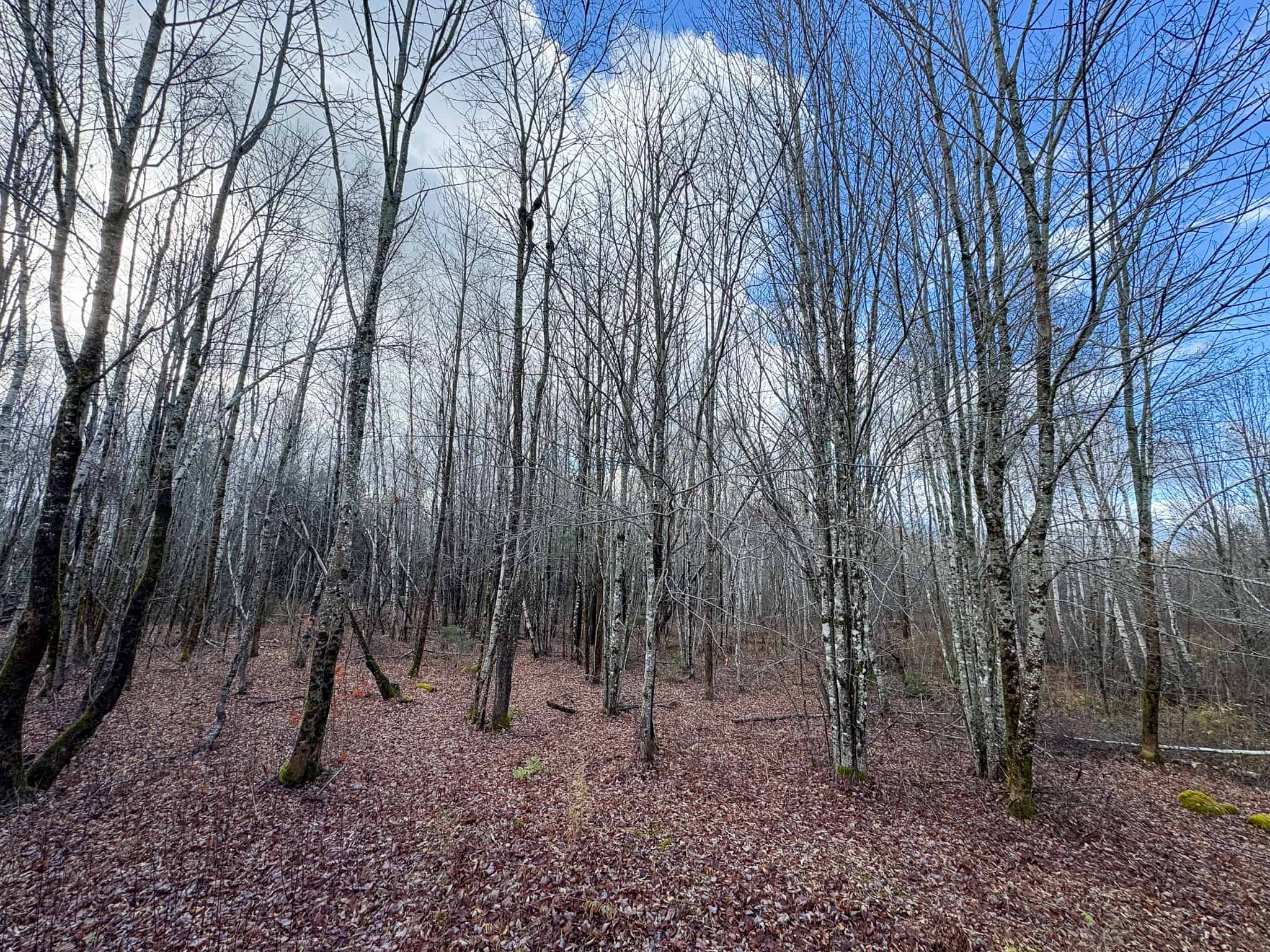 Peaceful Log Cabin Retreat with 128.8 Acres