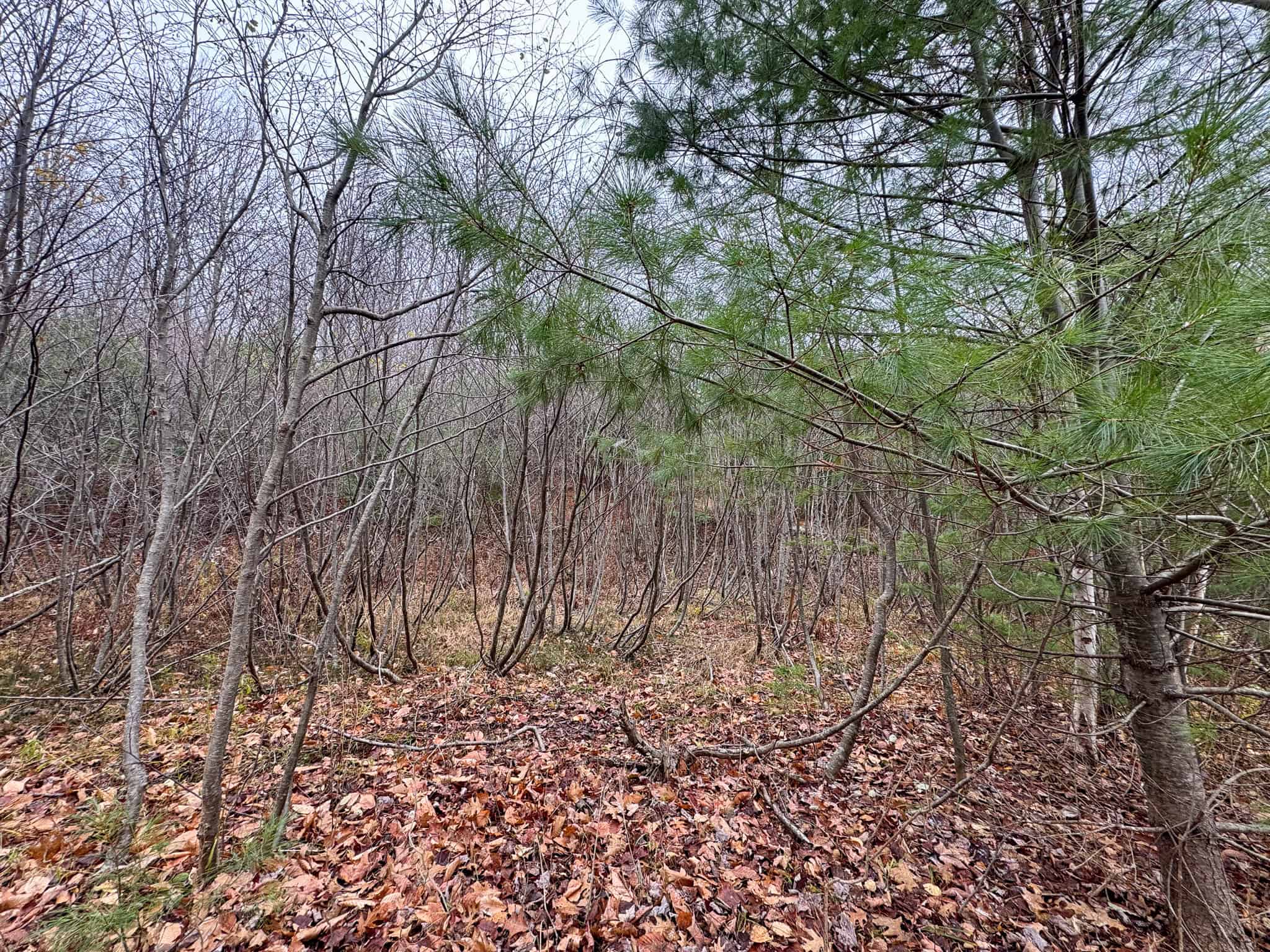 82 Acres with a Mountain View – Strong, Maine