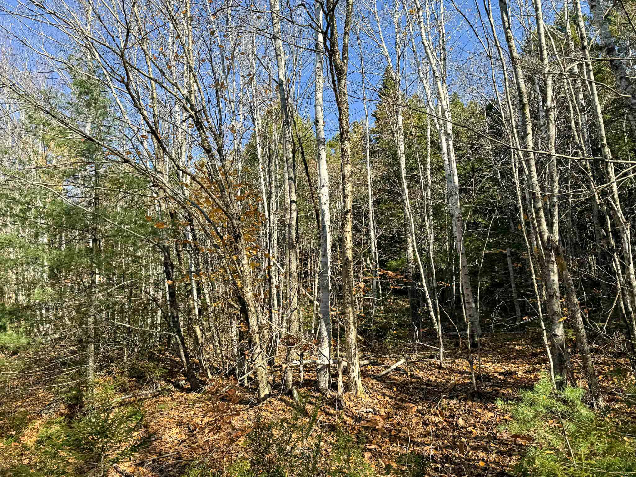 41 Acres with 1330 Ft on Long Lake – Northfield, ME