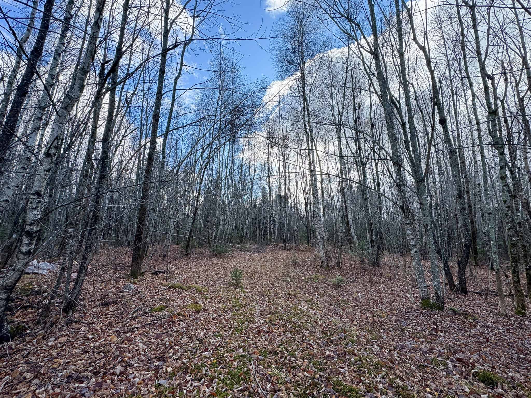 Peaceful Log Cabin Retreat with 128.8 Acres