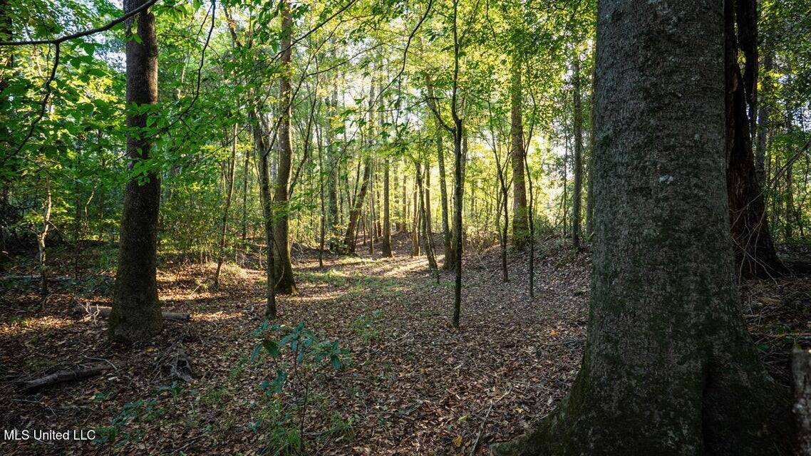 233-Acre Paradise on the Tickfaw River, Osyka, Amite County, MS