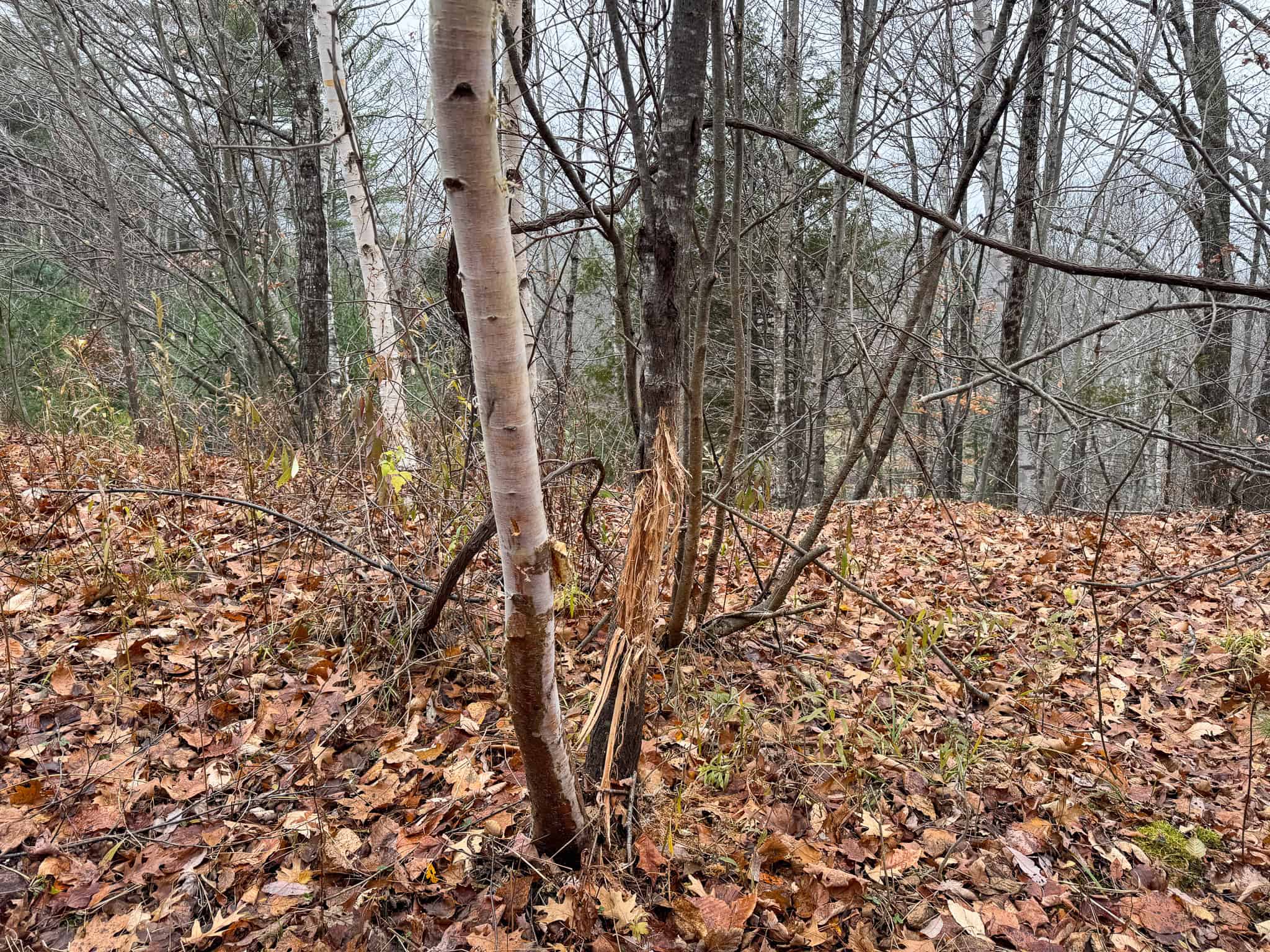 82 Acres with a Mountain View – Strong, Maine