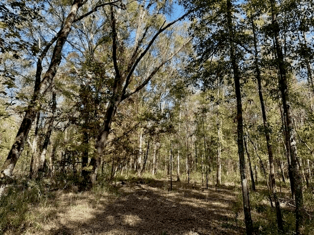 158.8 Acres Creek Frontage Clay County MS