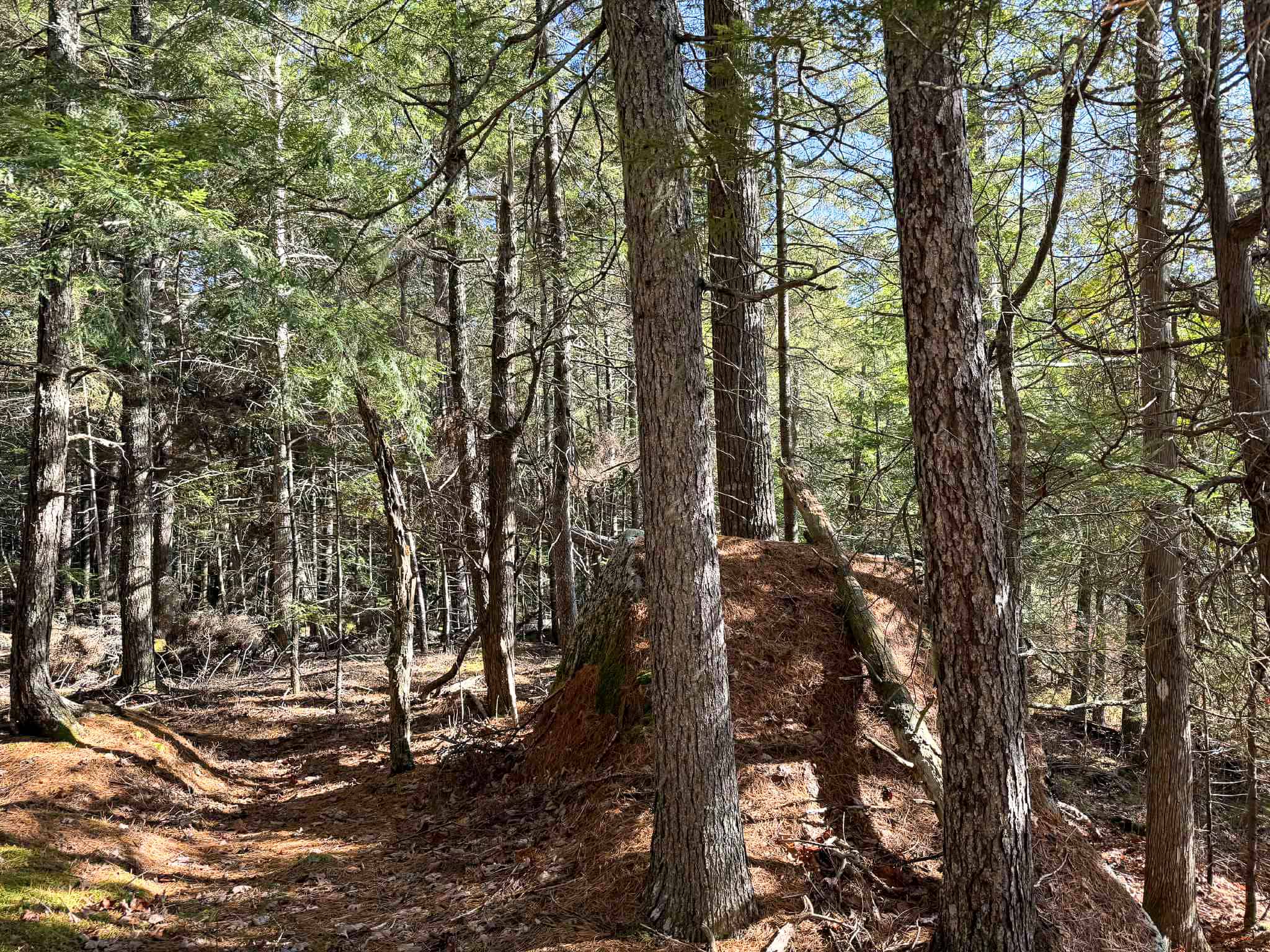 41 Acres with 1330 Ft on Long Lake – Northfield, ME