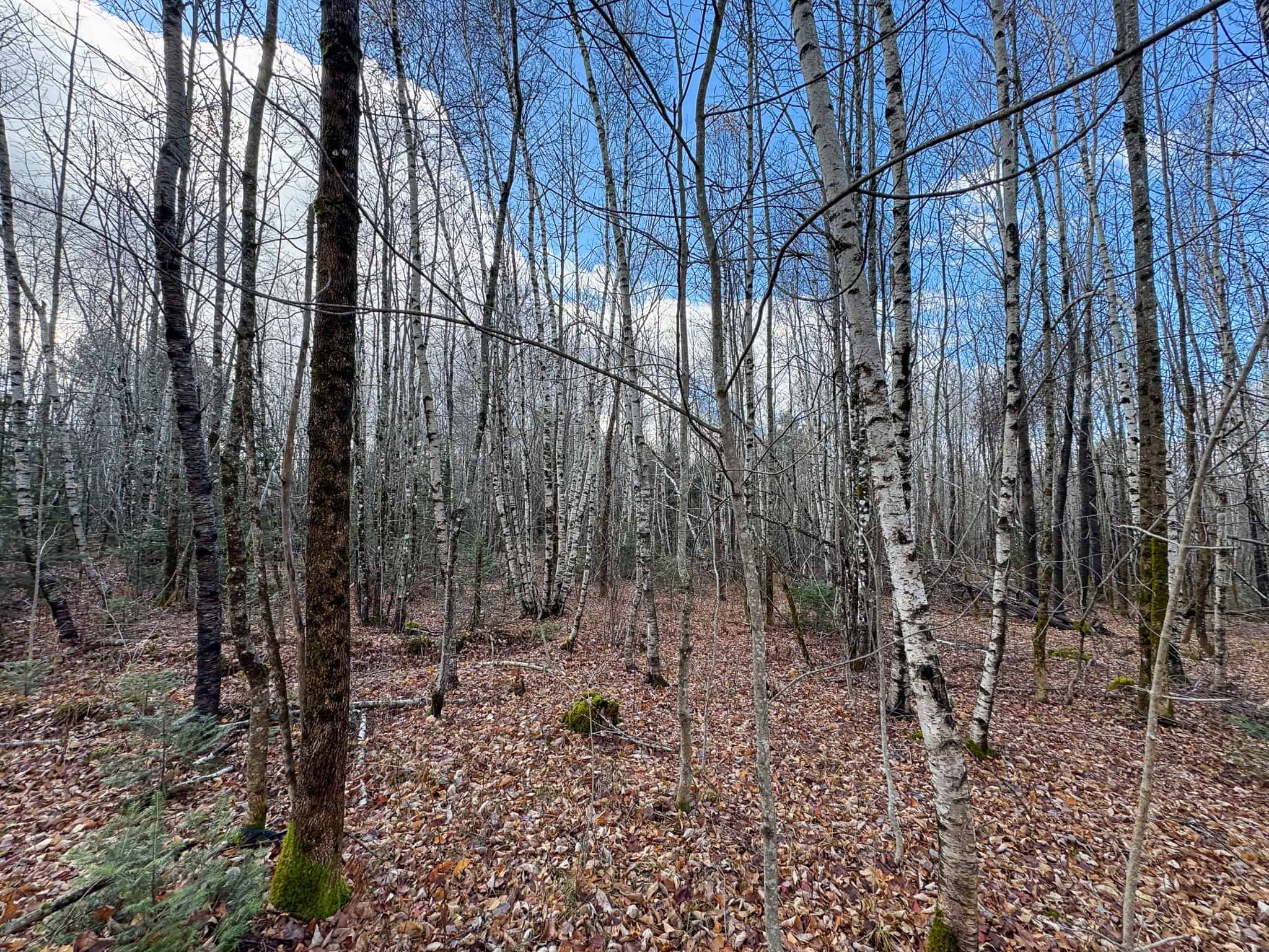 Peaceful Log Cabin Retreat with 128.8 Acres