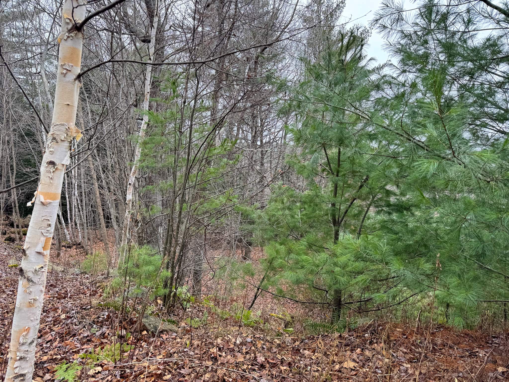 82 Acres with a Mountain View – Strong, Maine