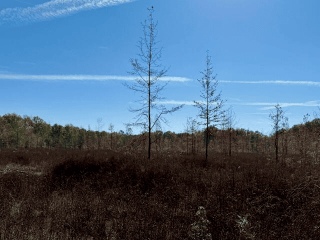 76 Acres For Sale Clay County MS