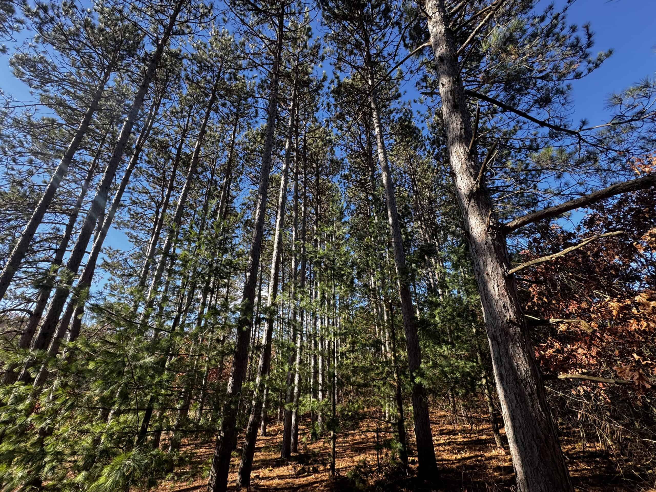 118± Acre Portage County WI Ag and Hunting Property