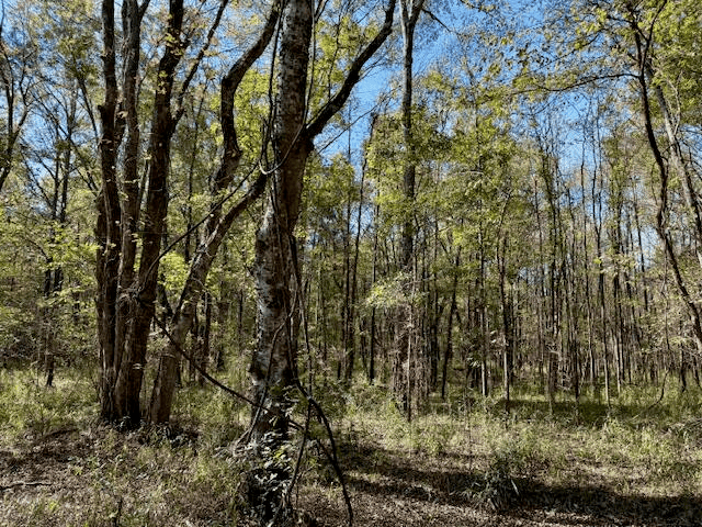158.8 Acres Creek Frontage Clay County MS