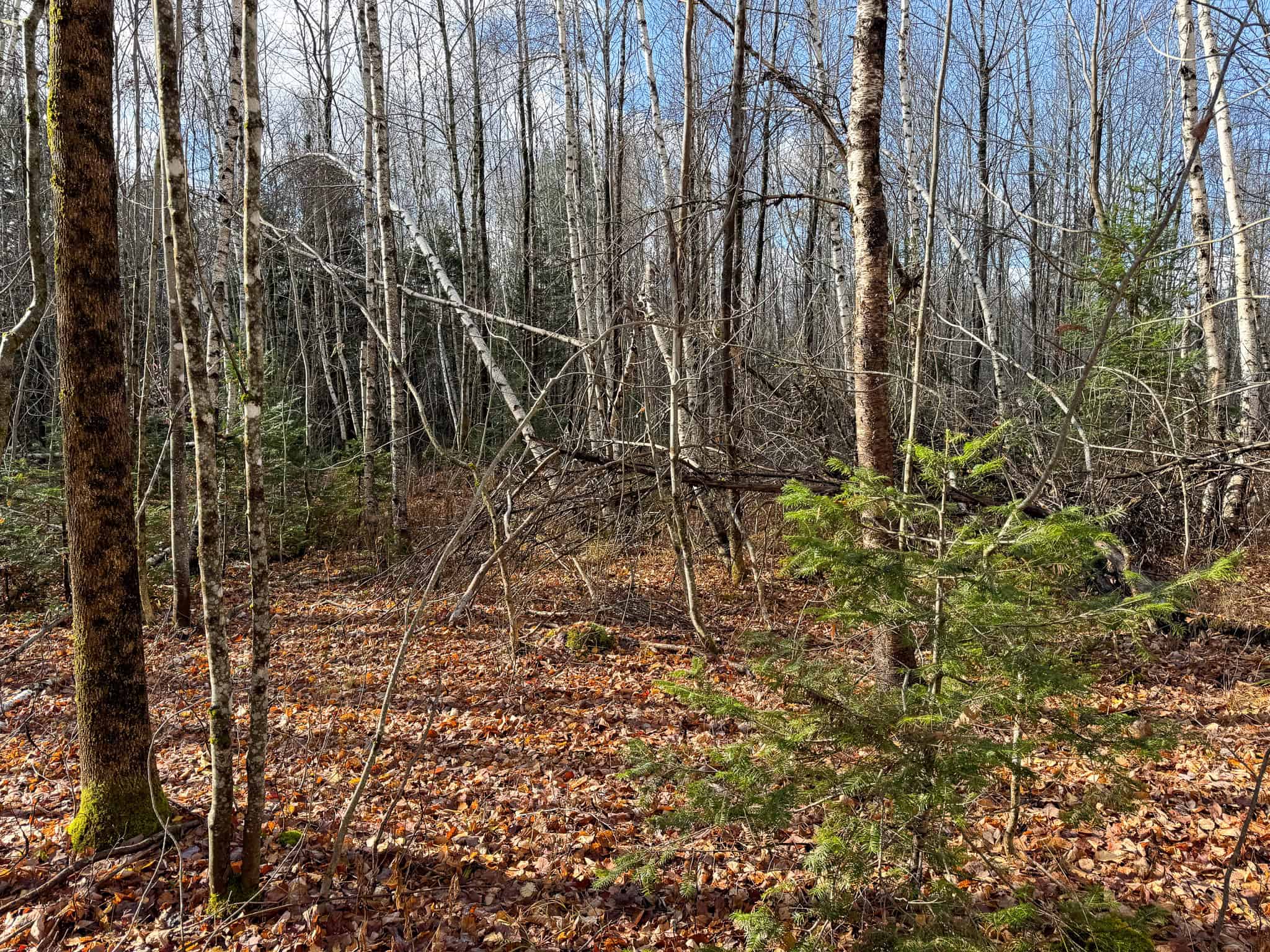 Peaceful Log Cabin Retreat with 128.8 Acres