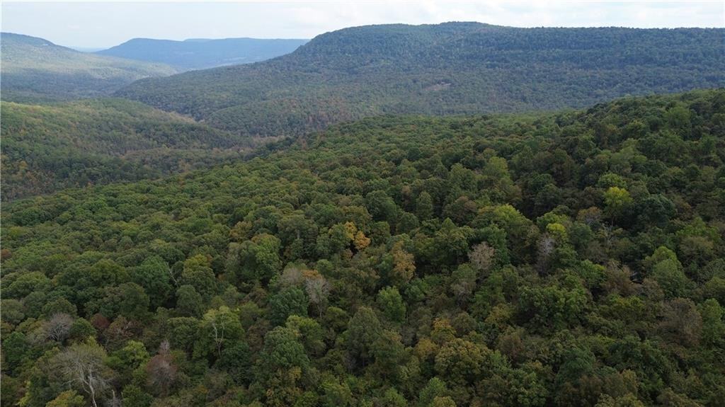 39.75 Newton County Hunting Land/Timber Property For Sale Low Gap