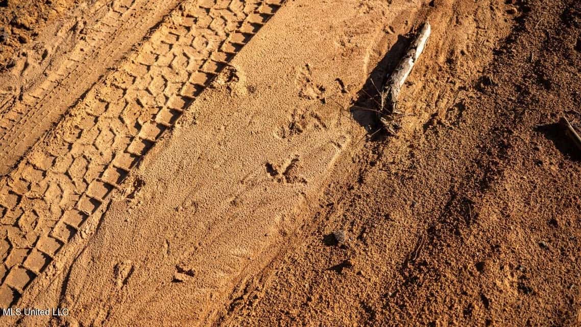 113 Acres of Hunting Land in Liberty, Mississippi