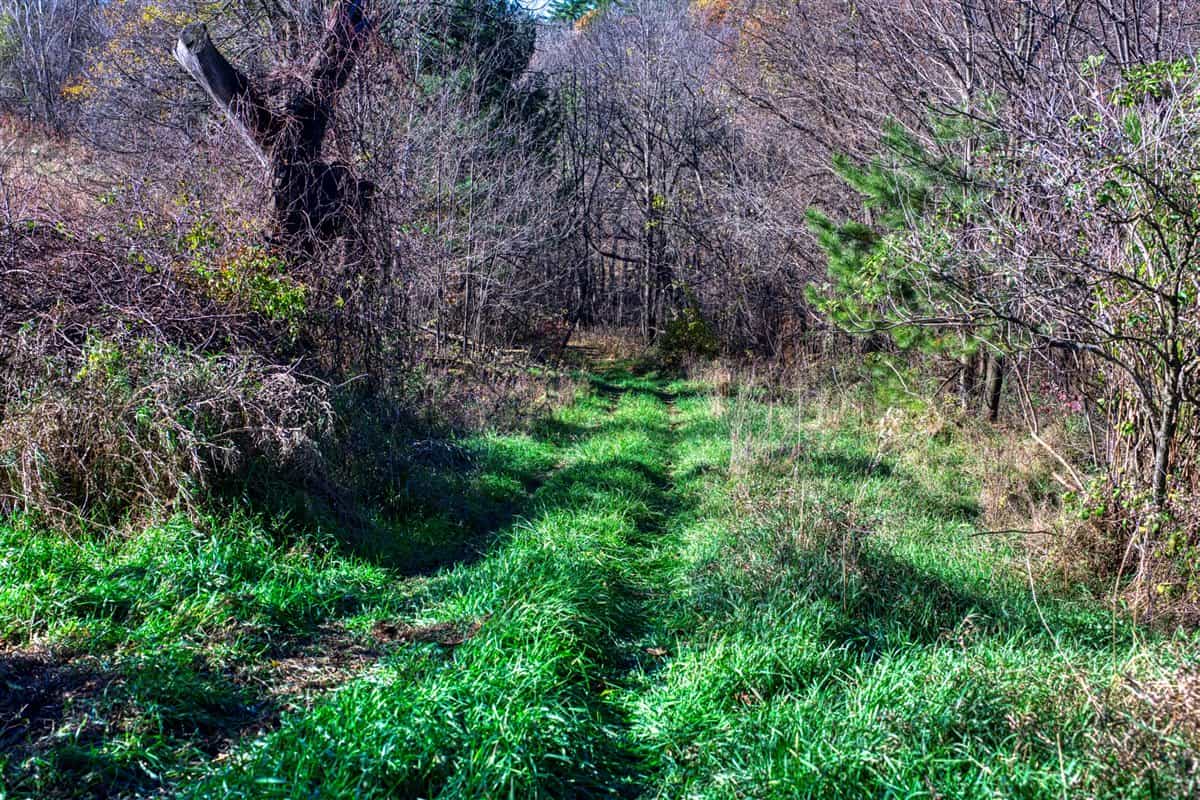 Windy Ridge – Conservation Homestead – 187 ± Acres in Monroe County’s Driftless Area of Wisconsin