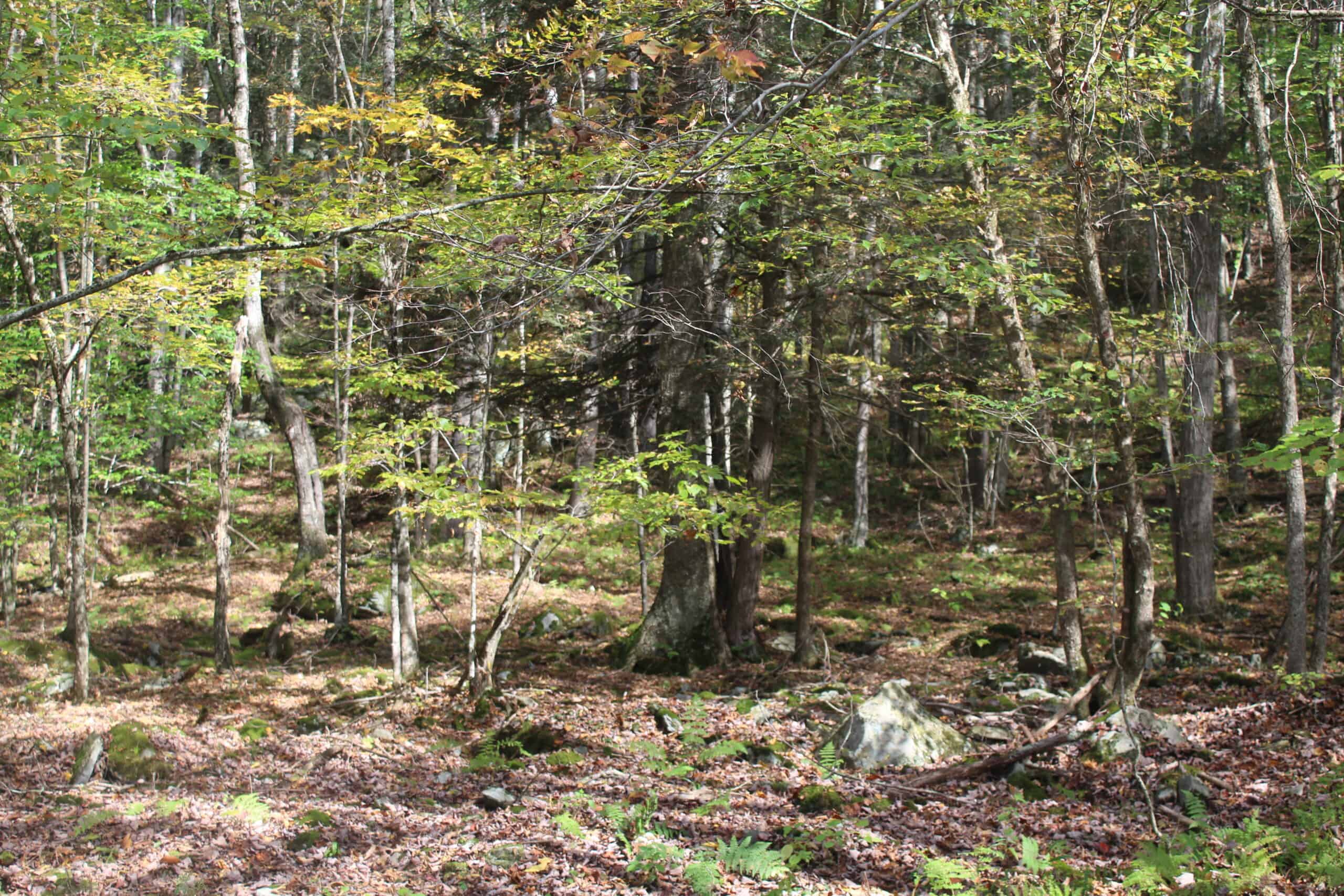 Catskills Hunting and Fishing Land For Sale in New York