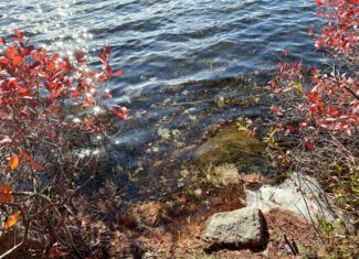 41 Acres with 1330 Ft on Long Lake – Northfield, ME