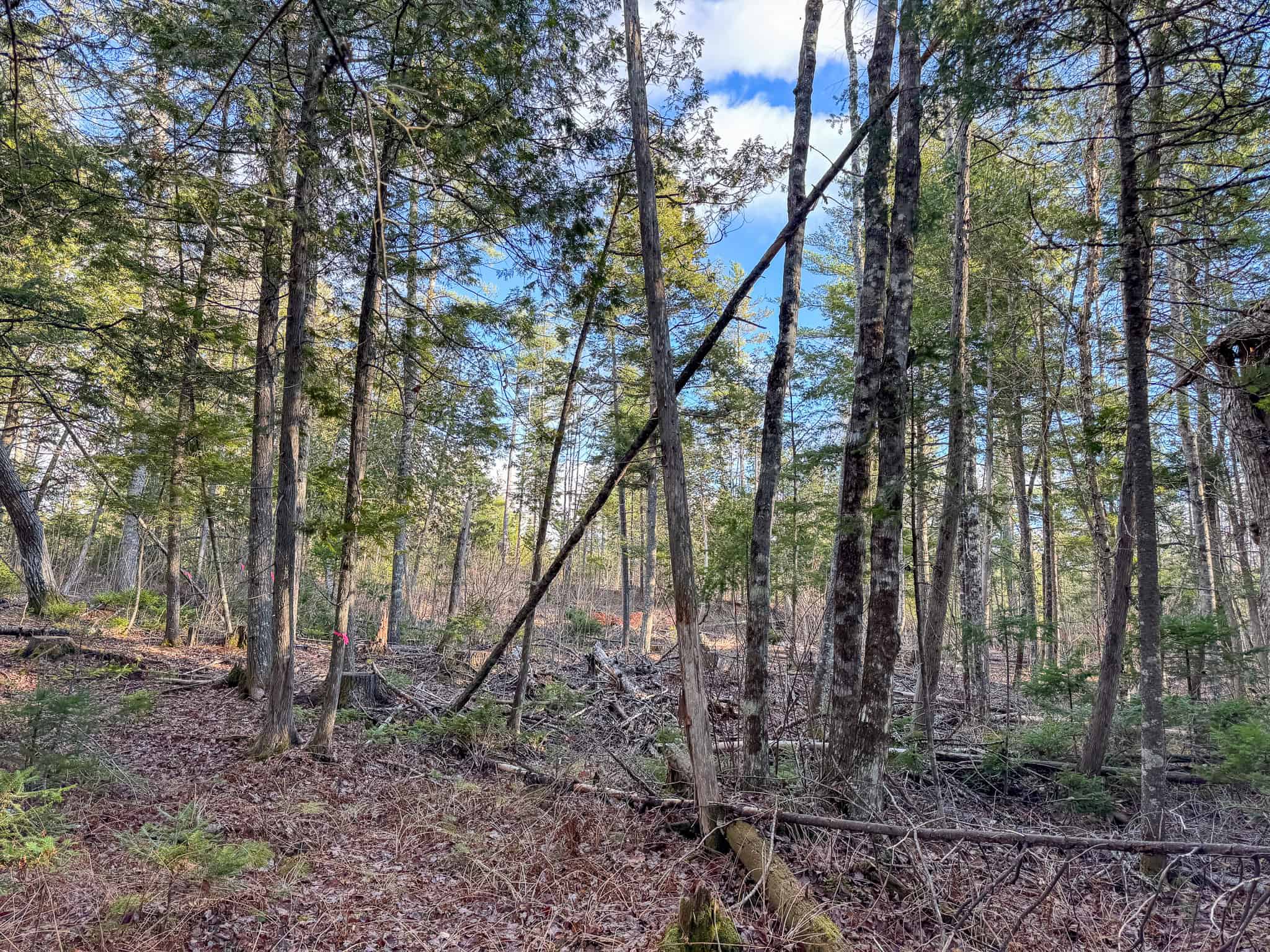 13.9 Acre Surveyed Parcel – Passadumkeag, Maine