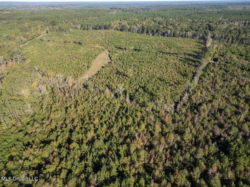 113 Acres of Hunting Land in Liberty, Mississippi