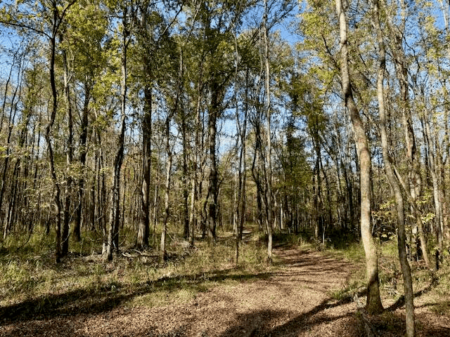 158.8 Acres Creek Frontage Clay County MS