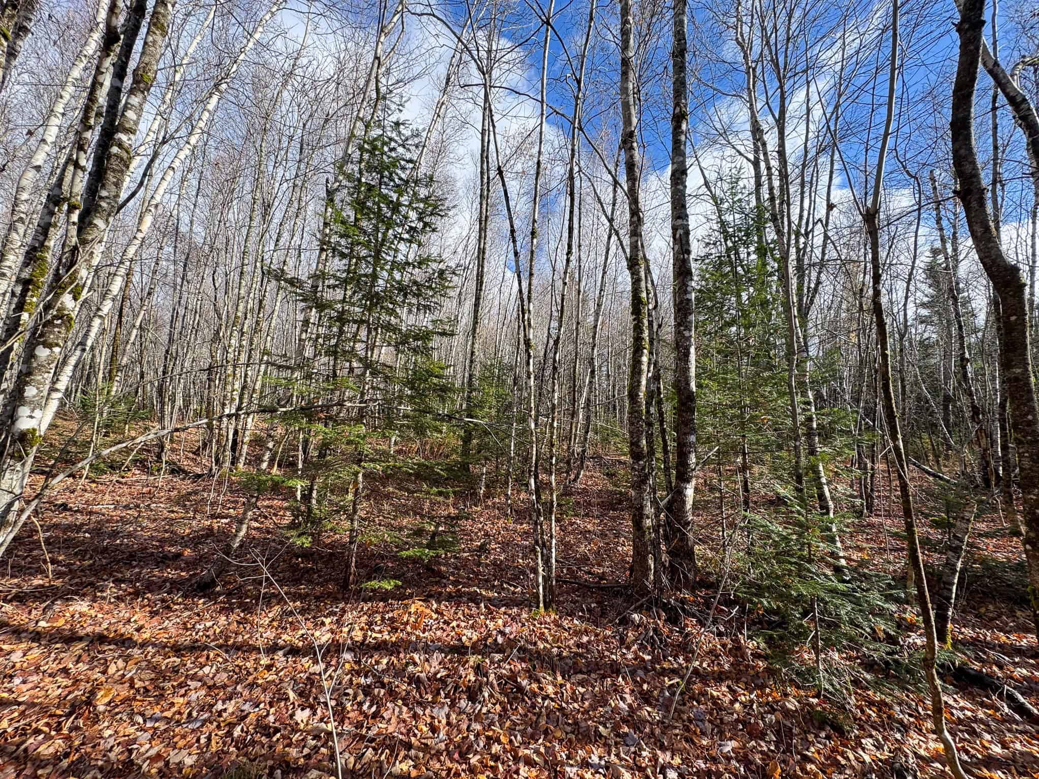 Peaceful Log Cabin Retreat with 128.8 Acres