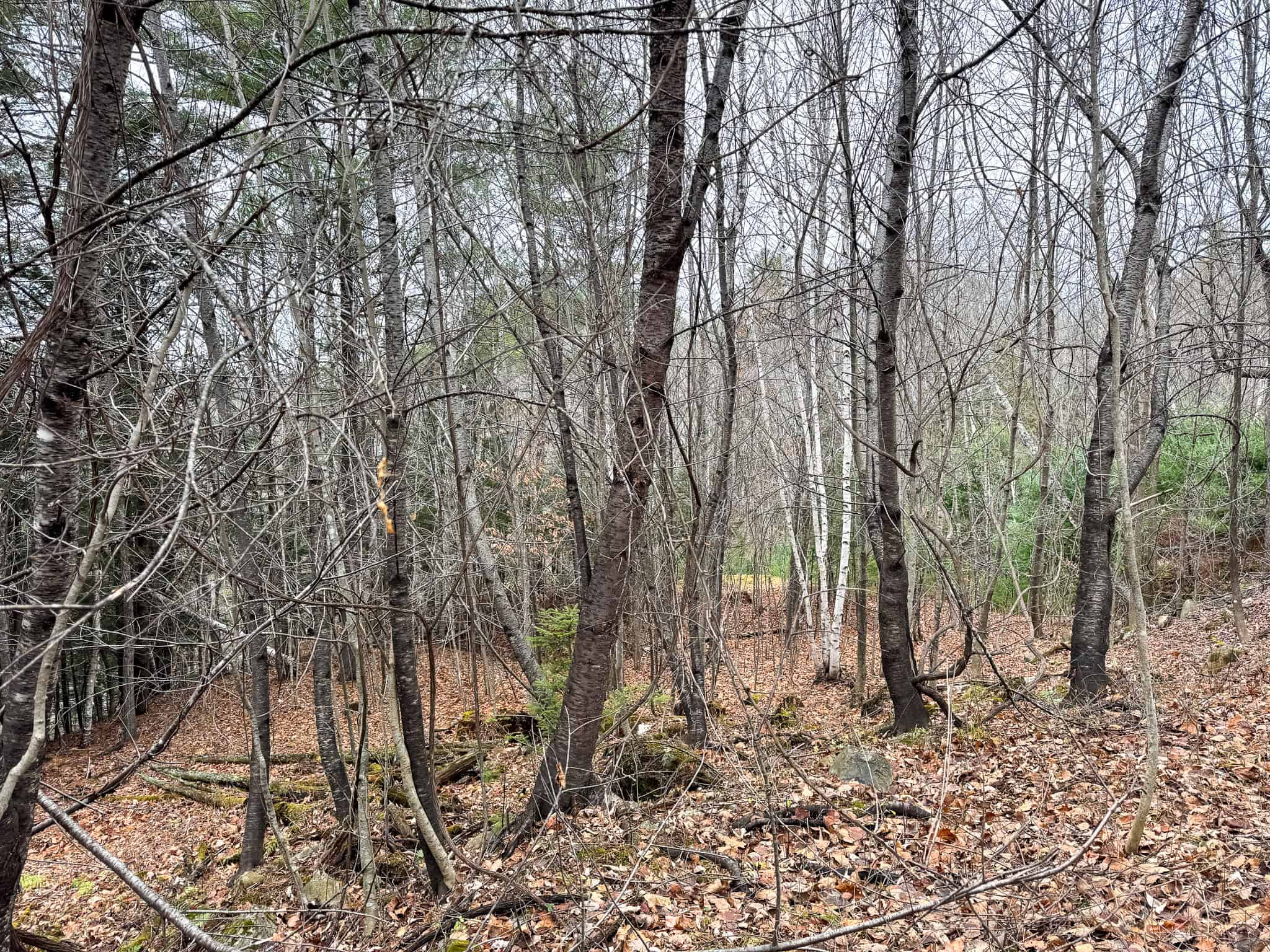 82 Acres with a Mountain View – Strong, Maine