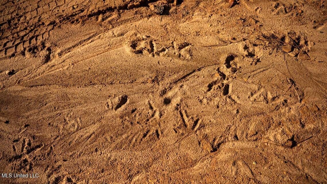 113 Acres of Hunting Land in Liberty, Mississippi