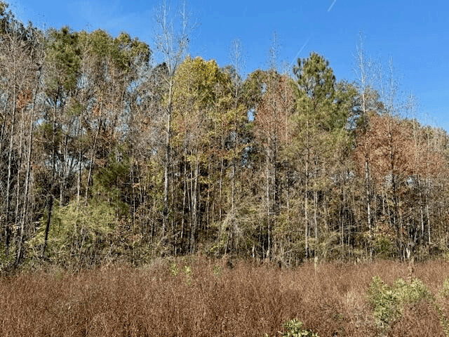 76 Acres For Sale Clay County MS