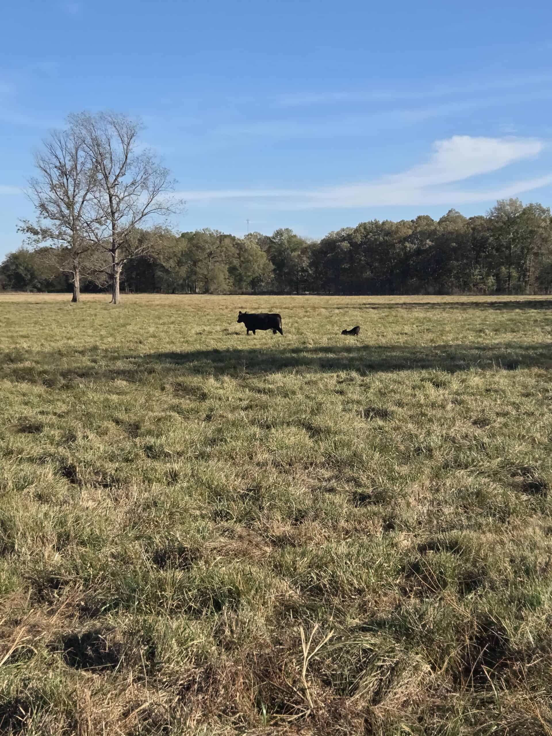 🌾 400 Acres of Prime Ranch Land – McCurtain County, OK