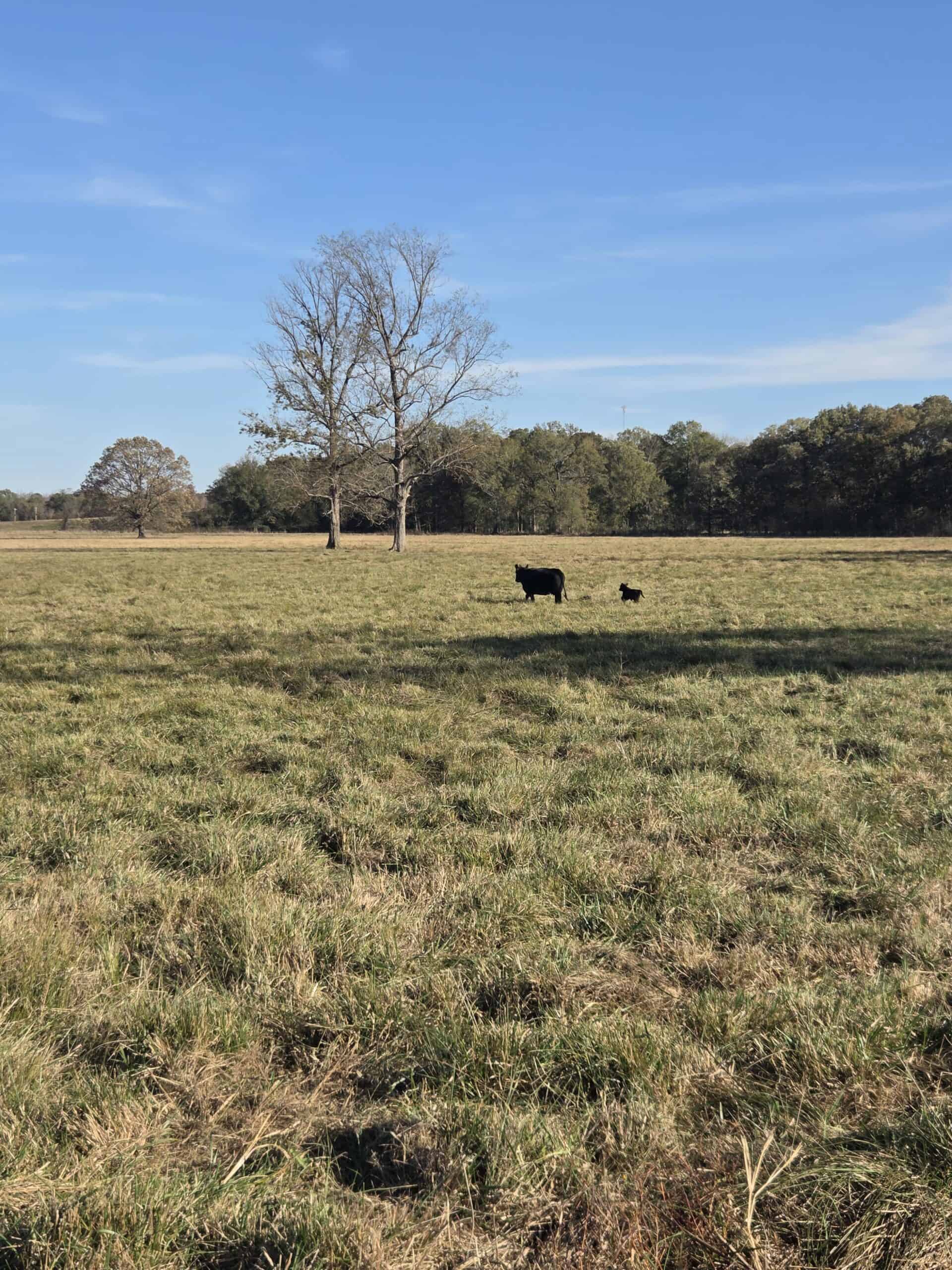 🌾 400 Acres of Prime Ranch Land – McCurtain County, OK