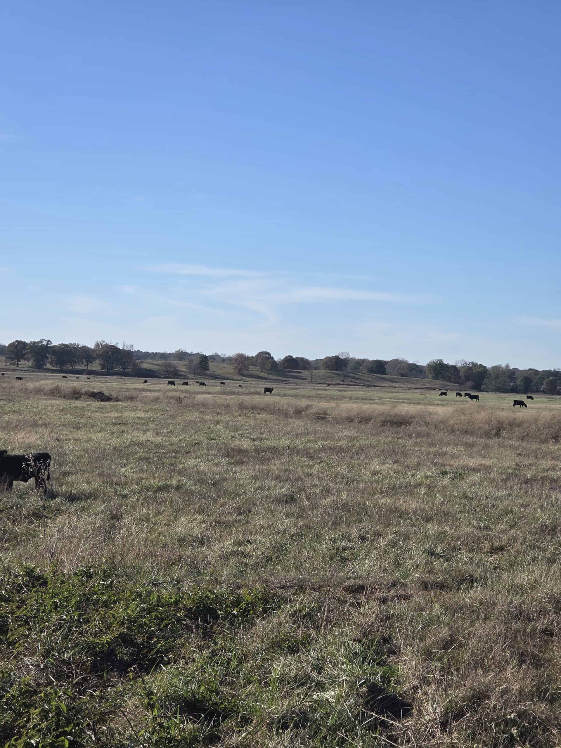 🌾 400 Acres of Prime Ranch Land – McCurtain County, OK