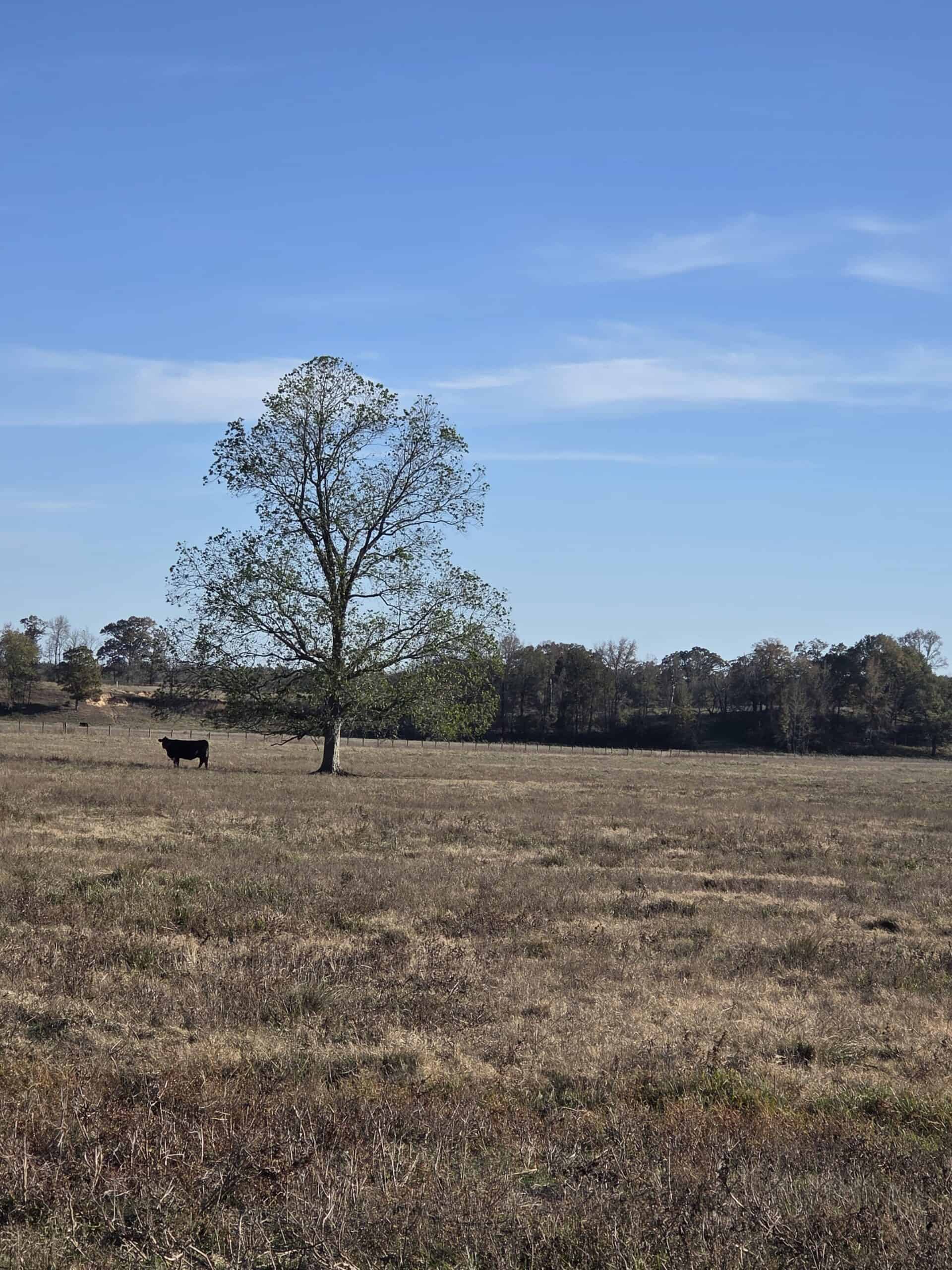 🌾 400 Acres of Prime Ranch Land – McCurtain County, OK