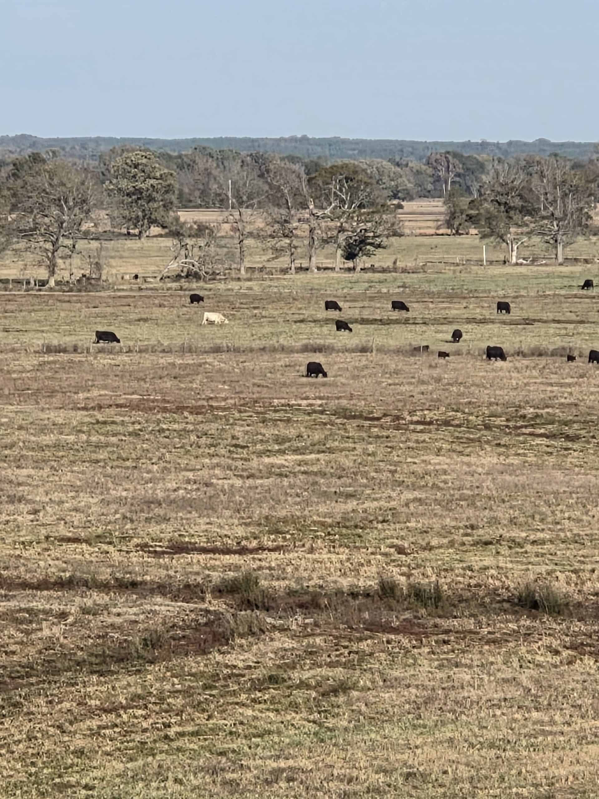 🌾 400 Acres of Prime Ranch Land – McCurtain County, OK