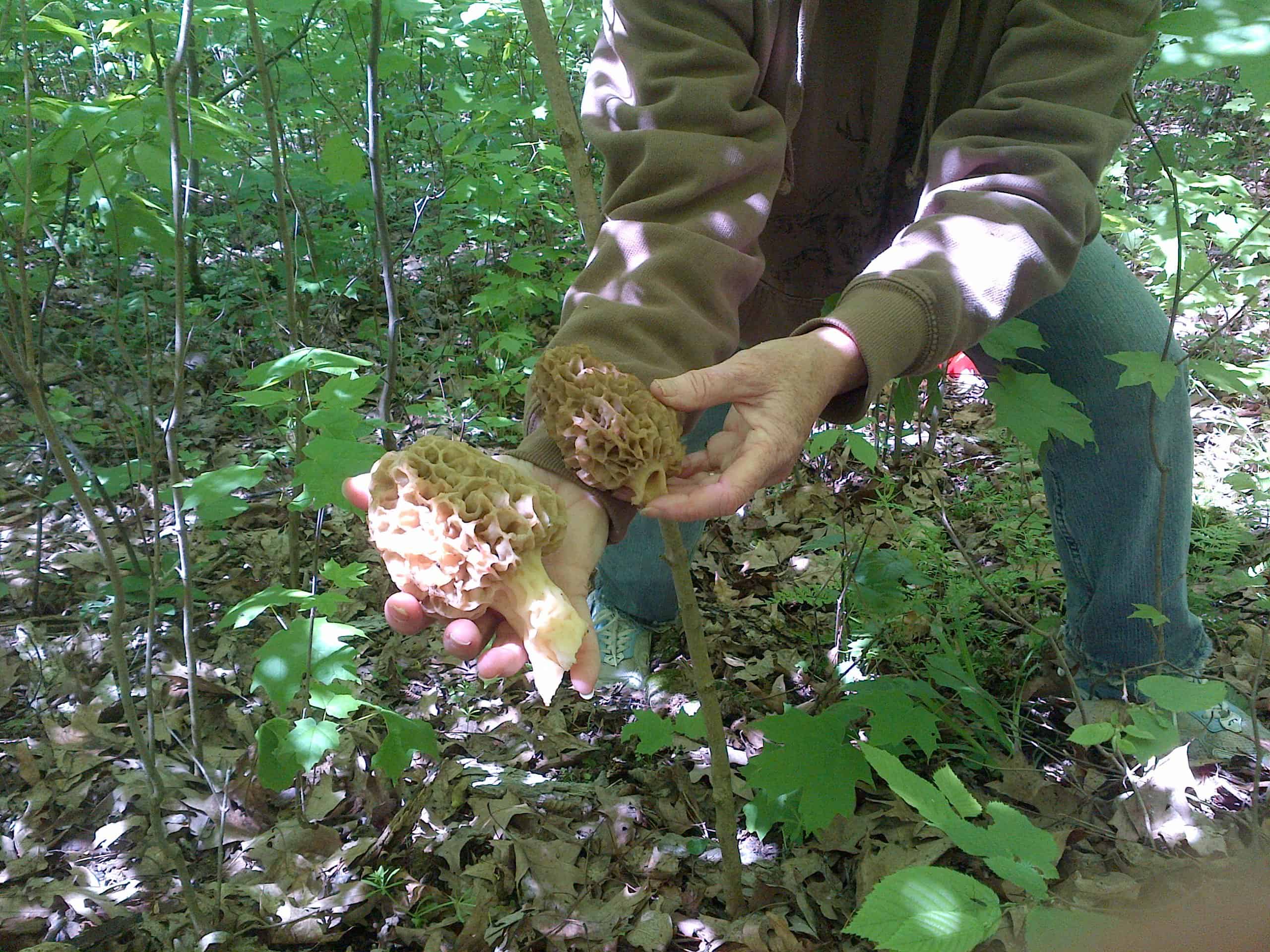 Windy Ridge – Conservation Homestead – 187 ± Acres in Monroe County’s Driftless Area of Wisconsin