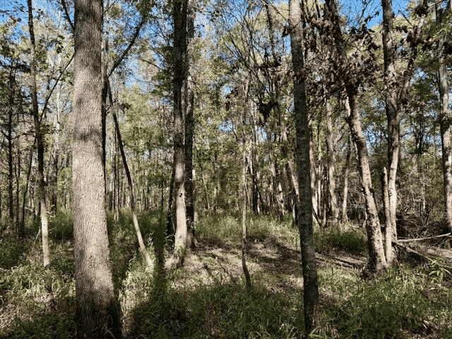 158.8 Acres Creek Frontage Clay County MS