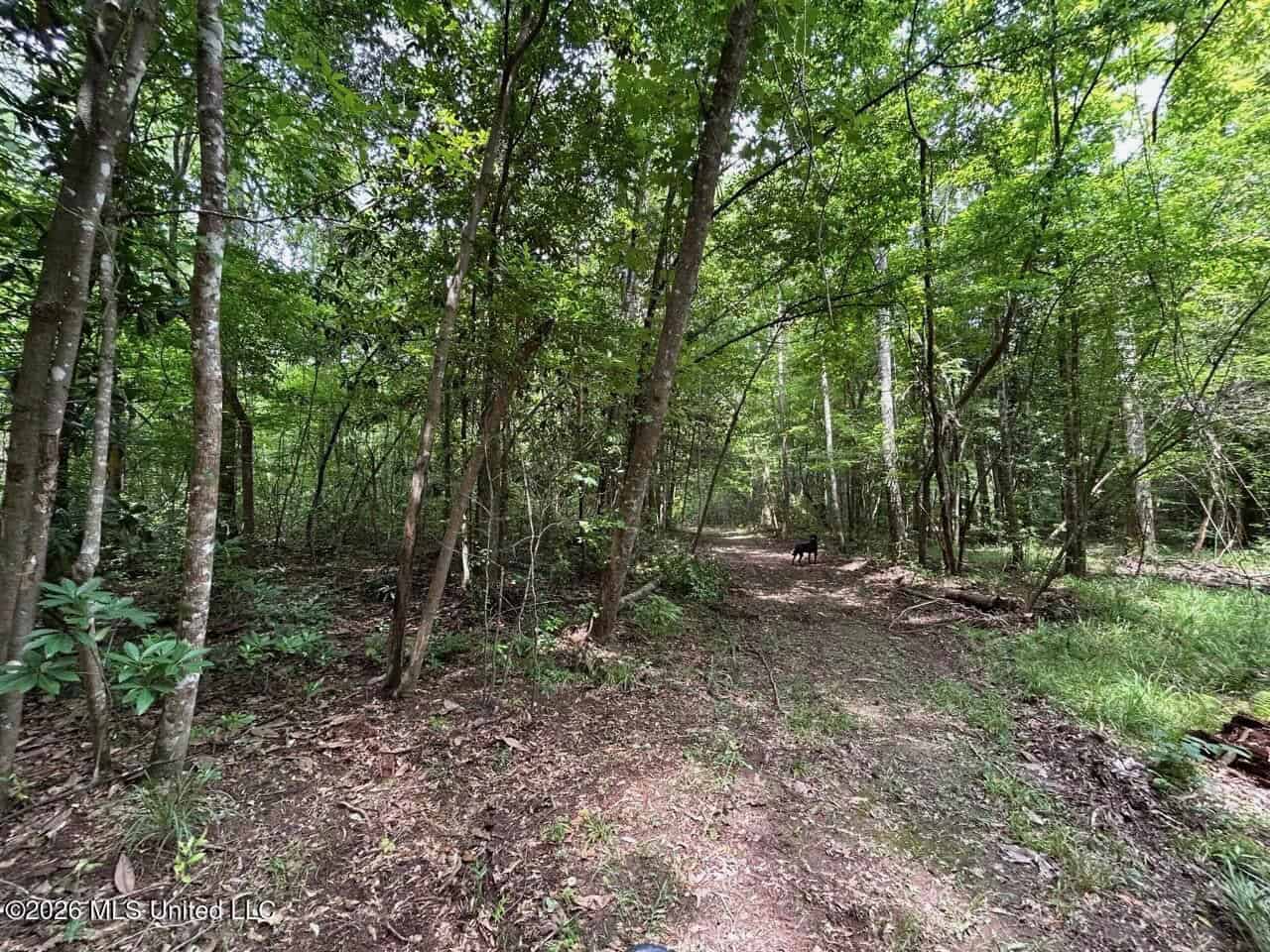 113± Acres for Sale in Osyka, MS on Tickfaw River