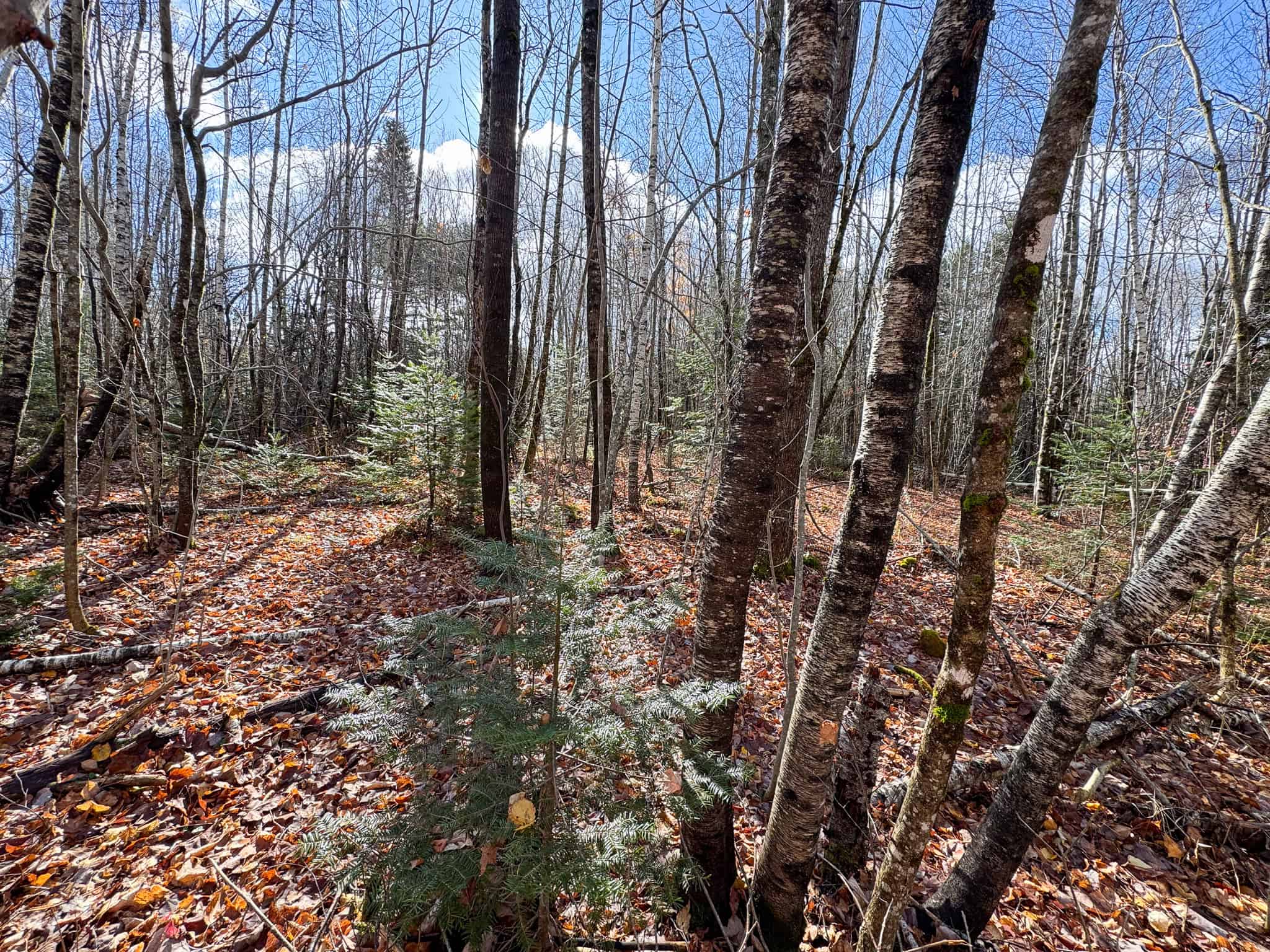 Peaceful Log Cabin Retreat with 128.8 Acres