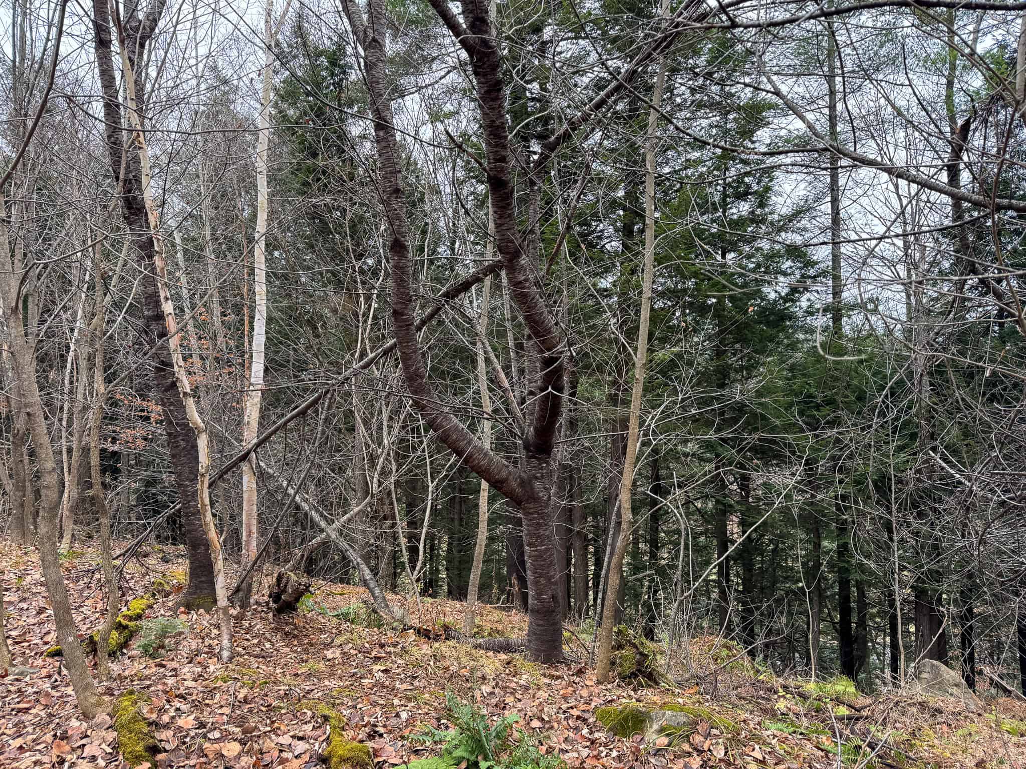 82 Acres with a Mountain View – Strong, Maine