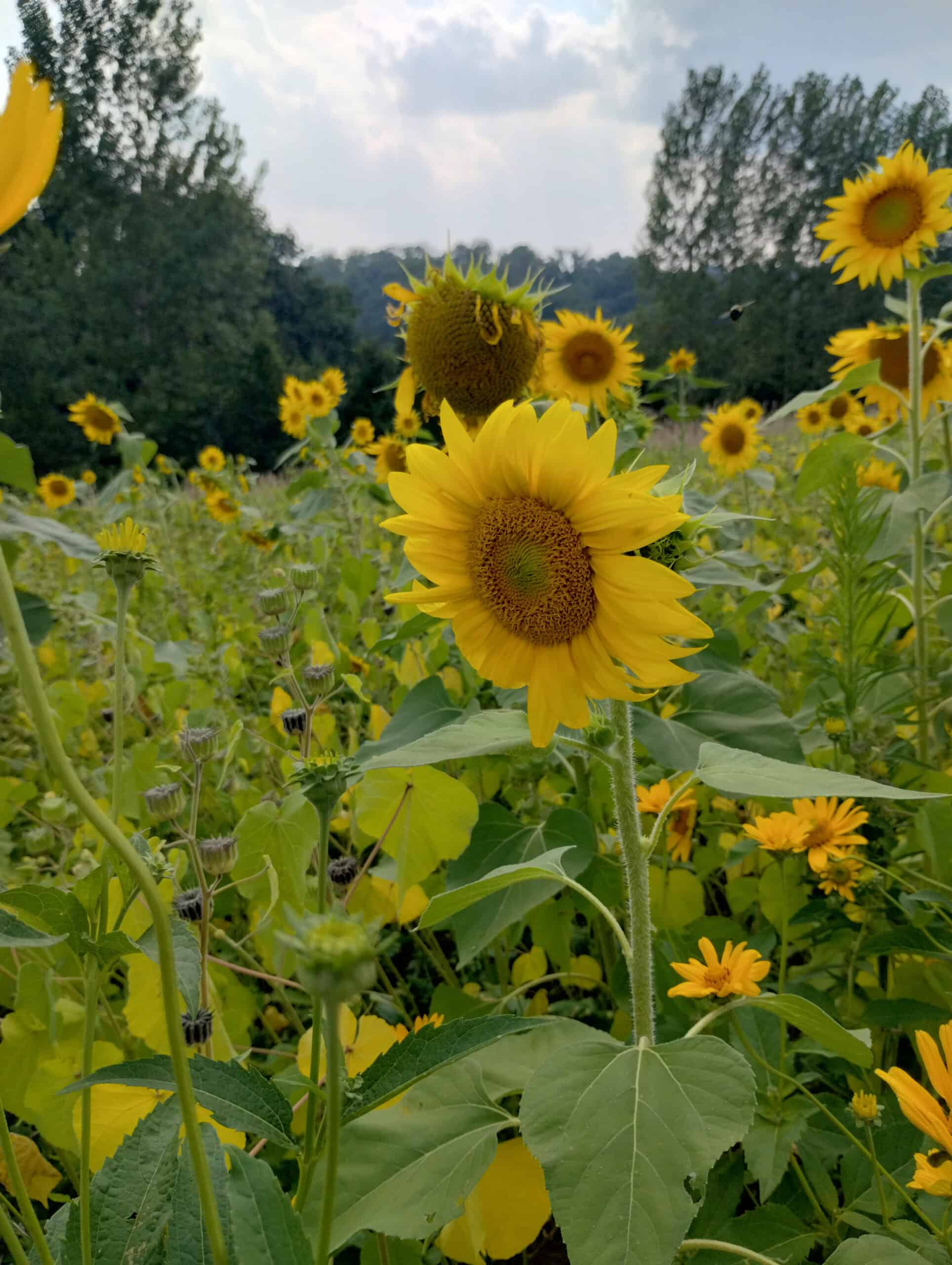 Windy Ridge – Conservation Homestead – 187 ± Acres in Monroe County’s Driftless Area of Wisconsin