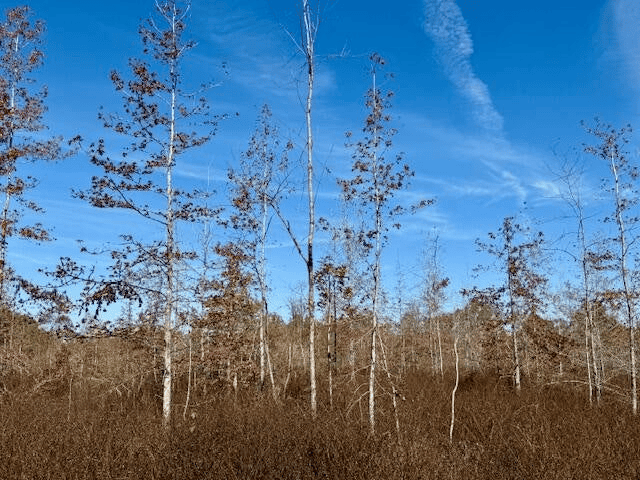 76 Acres For Sale Clay County MS