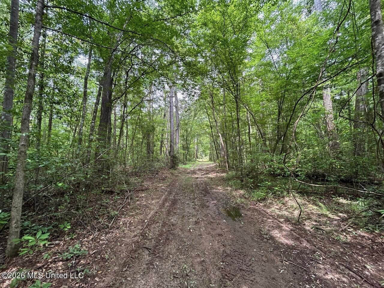 113± Acres for Sale in Osyka, MS on Tickfaw River