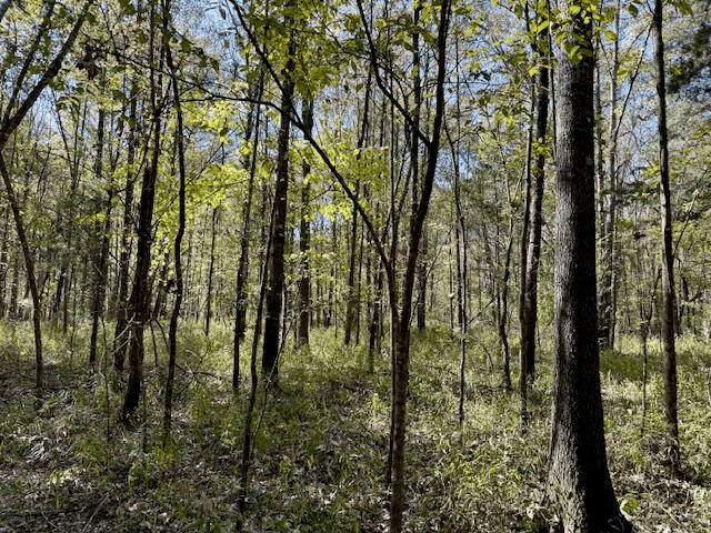 158.8 Acres Creek Frontage Clay County MS
