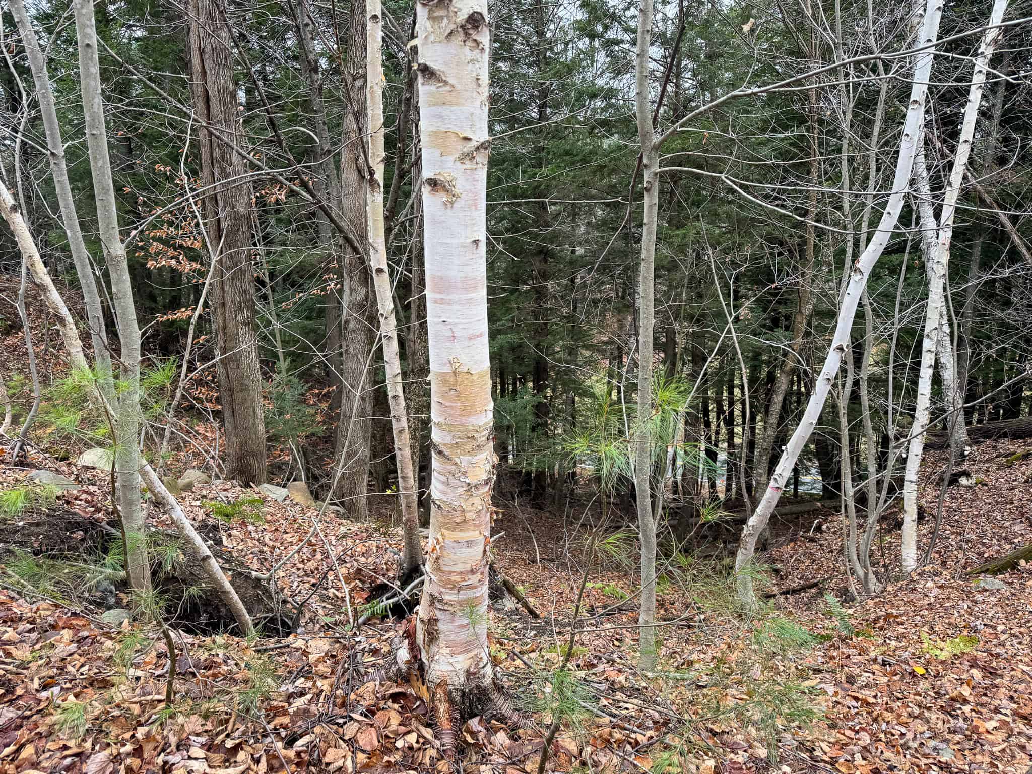 82 Acres with a Mountain View – Strong, Maine