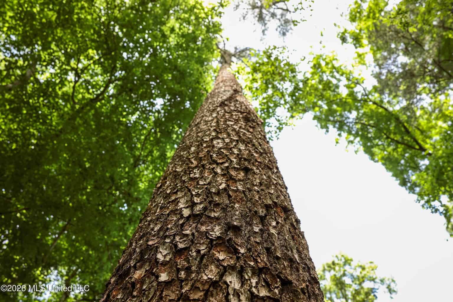 108+- Acres on the Bogue Chitto River Summit, Mississippi