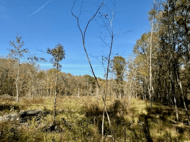 76 Acres For Sale Clay County MS